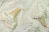 Fossil Mackerel Shark (Otodus) Teeth - Remounted #138506-2
